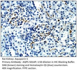 Aquaporin 5 Rabbit anti-Bovine, Human, Mouse, Ovine, Rat, Polyclonal, FabGennix