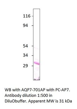 Aquaporin 7 Rabbit anti-Bovine, Human, Mouse, Ovine, Rat, Polyclonal, FabGennix