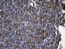 AQP8 Monoclonal Antibody (OTI1C10), TrueMAB , OriGene:Antibodies:Primary