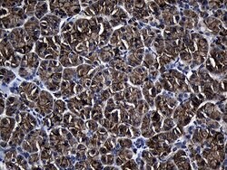 AQP8 Mouse anti-Human, Clone: OTI6C9, lyophilized, TrueMAB 100 &mu;g; Unconjugated:Antibodies,