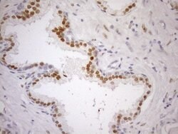 AR Mouse anti-Human, Clone: OTI1D3, lyophilized, TrueMAB 100 &mu;g; Unconjugated:Antibodies,
