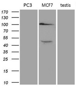 AR Mouse anti-Human, Clone: OTI1D3, lyophilized, TrueMAB 100 &mu;g; Unconjugated:Antibodies,