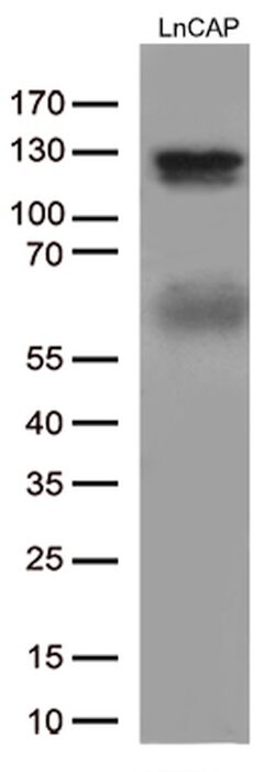 AR Mouse anti-Human, Clone: OTI2H2, lyophilized, TrueMAB 100 &mu;g; Unconjugated:Antibodies,