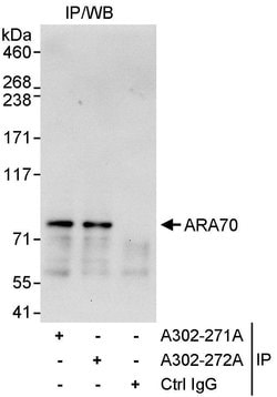 ARA70 Rabbit anti-Human, Polyclonal, Bethyl Laboratories 10 &mu;L; Unconjugated:Antibodies,