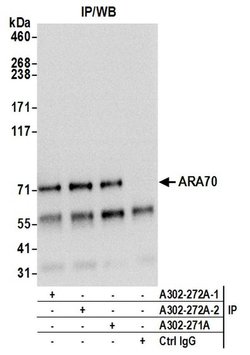 ARA70 Rabbit anti-Human, Polyclonal, Bethyl Laboratories 100 &mu;l; Unlabeled:Antibodies,