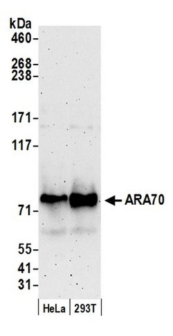 ARA70 Polyclonal Antibody, Bethyl Laboratories 20 &mu;L; Unconjugated:Antibodies,