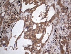 ARAF Monoclonal Antibody (OTI2G9), TrueMAB , OriGene 100 &mu;L; Unconjugated:Antibodies,