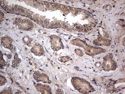 ARAF Monoclonal Antibody (OTI2G9), TrueMAB , OriGene 100 &mu;L; Unconjugated:Antibodies,