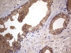 ARAF Monoclonal Antibody (OTI2G9), TrueMAB , OriGene 100 &mu;L; Unconjugated:Antibodies,