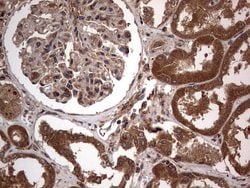 ARAF Monoclonal Antibody (OTI2G9), TrueMAB , OriGene 100 &mu;L; Unconjugated:Antibodies,