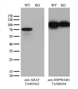 ARAF Monoclonal Antibody (OTI2G4), TrueMAB , OriGene 30 &mu;L; Unconjugated:Antibodies,
