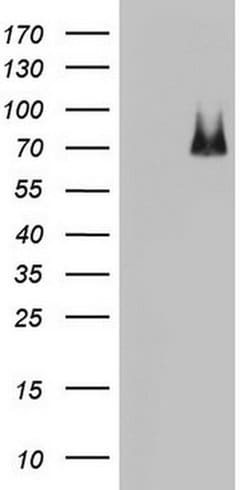 ARAF Monoclonal Antibody (OTI2F8), TrueMAB , OriGene:Antibodies:Primary