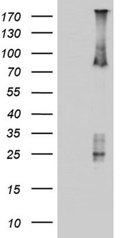 ARAF Monoclonal Antibody (OTI2G4), TrueMAB , OriGene:Antibodies:Primary