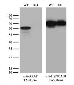 ARAF Monoclonal Antibody (OTI2G4), TrueMAB , OriGene 100 &mu;L; Unconjugated:Antibodies,