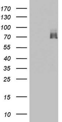 ARAF Monoclonal Antibody (OTI2G9), TrueMAB , OriGene 100 &mu;L; Unconjugated:Antibodies,