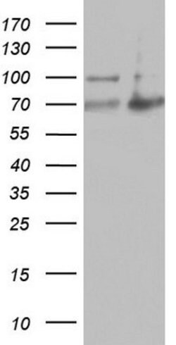 ARAF Mouse anti-Human, Clone: OTI2F5, lyophilized, TrueMAB 100 &mu;g; Unconjugated:Antibodies,