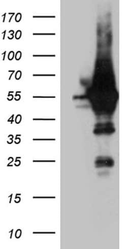 ARC Monoclonal Antibody (OTI2B3), TrueMAB , OriGene:Antibodies:Primary