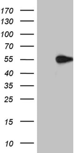 ARC Monoclonal Antibody (OTI2H7), TrueMAB , OriGene 100 &mu;L; Unconjugated:Antibodies,
