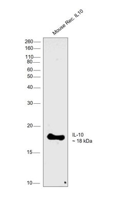 Invitrogen IL-10 Monoclonal Antibody (2G101H7) 500 &mu;g | Buy Online | Invitrogen&trade; | Fisher Scientific