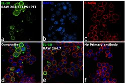 Invitrogen IL-10 Monoclonal Antibody (2G101H7) 500 &mu;g | Buy Online | Invitrogen&trade; | Fisher Scientific