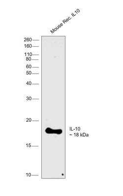 Invitrogen IL-10 Monoclonal Antibody (2G101H7) 500 &mu;g | Buy Online | Invitrogen&trade; | Fisher Scientific