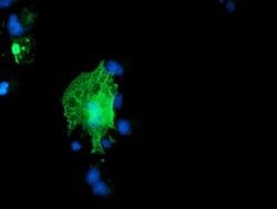 ARCN1 Mouse anti-Canine, Human, Rat, Clone: OTI4H9, liquid, TrueMAB 100