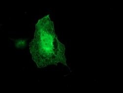 ARCN1 Monoclonal Antibody (OTI6A6), TrueMAB , OriGene 30 &mu;L; Unconjugated:Antibodies,
