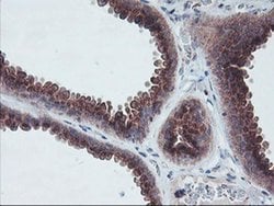ARCN1 Mouse anti-Canine, Human, Rat, Clone: OTI4H9, liquid, TrueMAB 100