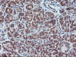 ARCN1 Mouse anti-Canine, Human, Rat, Clone: OTI4H9, liquid, TrueMAB 100
