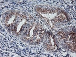 ARCN1 Mouse anti-Canine, Human, Rat, Clone: OTI4H9, liquid, TrueMAB 100