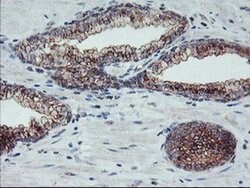 ARCN1 Mouse anti-Canine, Human, Rat, Clone: OTI4H9, liquid, TrueMAB 100