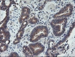 ARCN1 Mouse anti-Canine, Human, Rat, Clone: OTI4H9, liquid, TrueMAB 100