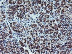 ARCN1 Monoclonal Antibody (OTI6A6), TrueMAB , OriGene 30 &mu;L; Unconjugated:Antibodies,