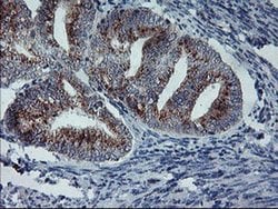 ARCN1 Monoclonal Antibody (OTI6A6), TrueMAB , OriGene 30 &mu;L; Unconjugated:Antibodies,