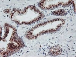 ARCN1 Monoclonal Antibody (OTI6A6), TrueMAB , OriGene 30 &mu;L; Unconjugated:Antibodies,
