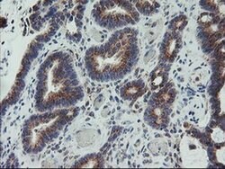 ARCN1 Monoclonal Antibody (OTI6A6), TrueMAB , OriGene 30 &mu;L; Unconjugated:Antibodies,