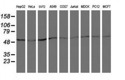 ARCN1 Monoclonal Antibody (OTI6A6), TrueMAB , OriGene 30 &mu;L; Unconjugated:Antibodies,