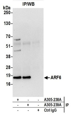 ARF6/ADP Ribosylation Factor 6 Rabbit anti-Human, Mouse, Polyclonal, Bethyl