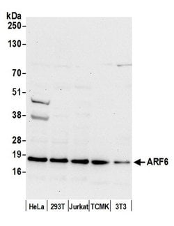 ARF6/ADP Ribosylation Factor 6 Rabbit anti-Human, Mouse, Polyclonal, Bethyl