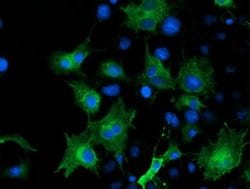 ARFGAP1 Monoclonal Antibody (OTI1H6), TrueMAB , OriGene 100 &mu;L; Unconjugated:Antibodies,
