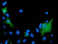 ARFGAP1 Monoclonal Antibody (OTI2C6), TrueMAB , OriGene 100 &mu;L; Unconjugated:Antibodies,