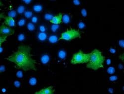 ARFGAP1 Monoclonal Antibody (OTI1H4), TrueMAB , OriGene 100 &mu;L; Unconjugated:Antibodies,