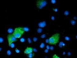 ARFGAP1 Monoclonal Antibody (OTI2D5), TrueMAB , OriGene 30 &mu;L; Unconjugated:Antibodies,