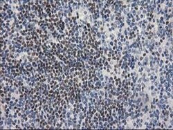ARFGAP1 Monoclonal Antibody (OTI1H4), TrueMAB , OriGene 100 &mu;L; Unconjugated:Antibodies,