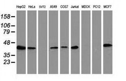ARFGAP1 Monoclonal Antibody (OTI1F9), TrueMAB , OriGene 100 &mu;L; Unconjugated:Antibodies,