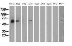 ARFGAP1 Monoclonal Antibody (OTI 2C10), TrueMAB , OriGene:Antibodies:Primary