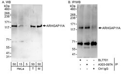 ARHGAP11A Rabbit anti-Human, Mouse, Polyclonal, Bethyl Laboratories 100