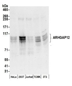 ARHGAP12 Rabbit anti-Human, Mouse, Polyclonal, Bethyl Laboratories 100