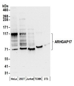 ARHGAP17 Rabbit anti-Human, Polyclonal, Bethyl Laboratories 100 &mu;L;