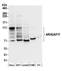 ARHGAP17 Polyclonal Antibody, Bethyl Laboratories 20 &mu;L | Buy Online | Bethyl Laboratories, Inc | Fisher Scientific